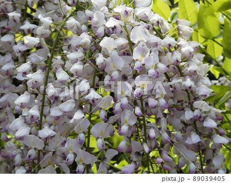 フジ　Japanese wisteria 89039405
