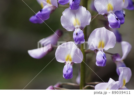 フジ　Japanese wisteria 89039411