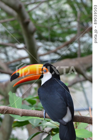 ≪栃木県≫植物園のオニオオハシ 89039503
