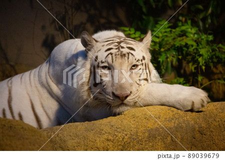 〔石川県・いしかわ動物園・8月〕眠たげな目つきでこちらを見つめるホワイトタイガー ナイトズー 〔石川県・いしかわ動物園・8月〕眠たげな目つきでこちらを見つめるホワイトタイガー ナイトズー 89039679