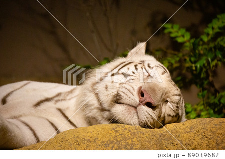 〔石川県・いしかわ動物園・8月〕穏やかに眠るホワイトタイガー　ナイトズー 89039682