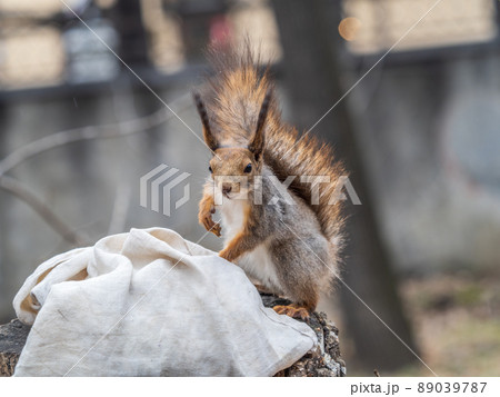 A squirrel sits on a stump and searching for food in spring or summer. 89039787