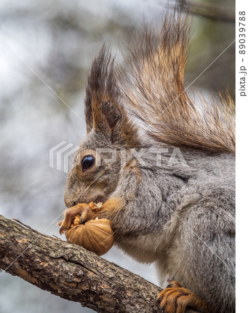 The squirrel with nut sits on a branches in the spring or summer. 89039788