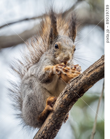 The squirrel with nut sits on a branches in the spring or summer. 89039789