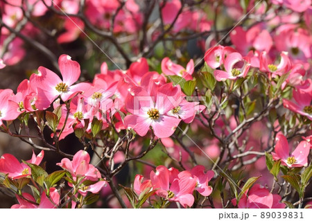 満開のハナミズキ(N) 89039831