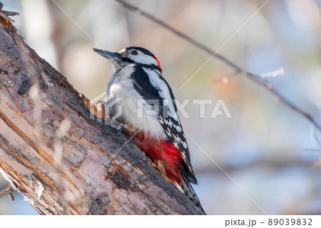 Little woodpecker sits on a tree trunk. The great spotted woodpecker, Dendrocopos major Little woodpecker sits on a tree trunk. The great spotted woodpecker, Dendrocopos major 89039832