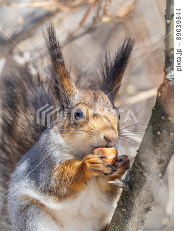 The squirrel with nut sits on tree in the winter or late autumn. Portrait of the squirrel close-up 89039844