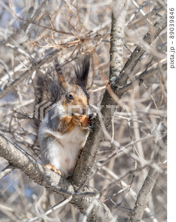 The squirrel with nut sits on tree in the winter or late autumn The squirrel with nut sits on tree in the winter or late autumn 89039846