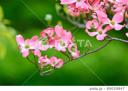 満開のハナミズキ(N) 満開のハナミズキ(N) 89039847