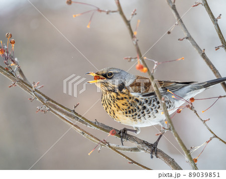 Fieldfare sitting on the bush and feeding on wild red apples in winter or early spring time. 89039851