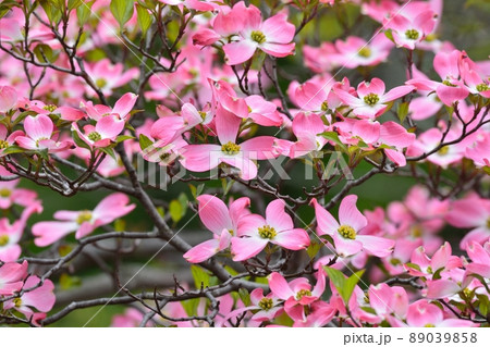 満開のハナミズキ(N) 満開のハナミズキ(N) 89039858