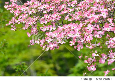 満開のハナミズキ(N) 89039861