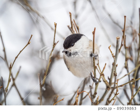 Cute bird the willow tit, song bird sitting on a branch without leaves in the winter. 89039863