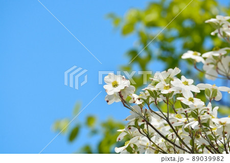 満開のハナミズキ(N) 89039982