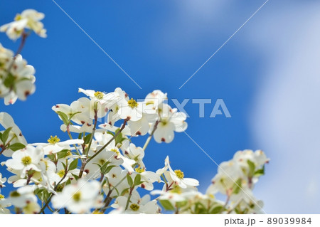 満開のハナミズキ(N) 89039984