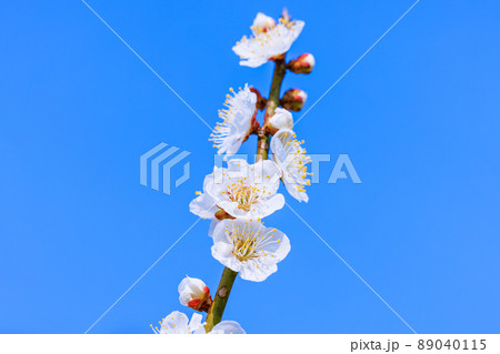 白梅の花 白梅の花 89040115