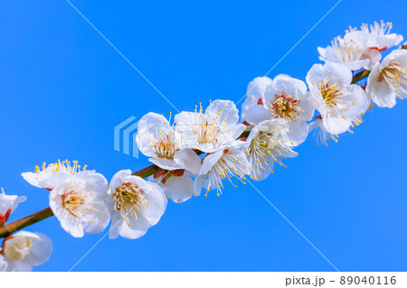 白梅の花 89040116