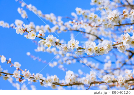 白梅の花 89040120