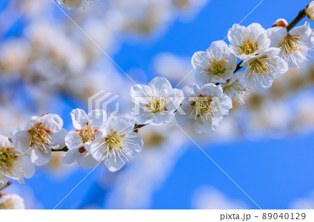 白梅の花 89040129