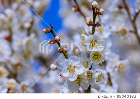白梅の花 89040132