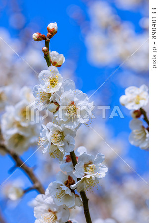白梅の花 89040133