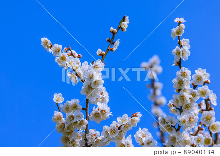 白梅の花 89040134