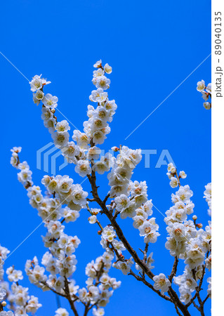 白梅の花 白梅の花 89040135