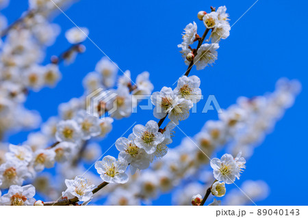 白梅の花 89040143