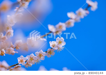 佐布里梅の花 89040144