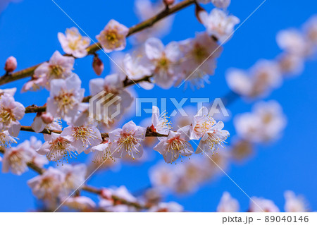 佐布里梅の花 89040146