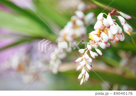 月桃の花とみつばち 月桃の花とみつばち 89040176