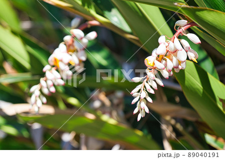 月桃の花 89040191