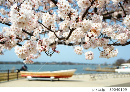 満開の湖畔の桜 89040199