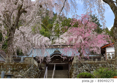 山梨県南巨摩郡身延町 日蓮宗総本山身延山久遠寺 北之坊のしだれ桜とお堂 山梨県南巨摩郡身延町 日蓮宗総本山身延山久遠寺 北之坊のしだれ桜とお堂 89040275