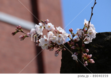 青空と煉瓦造り建物をぼかして太い樹の幹からのびる細い枝に咲く薄ピンクの桜の花とピンクの蕾のある風景 89040359