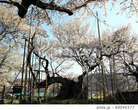 山梨県　満開の山高神代桜　4月 89040377