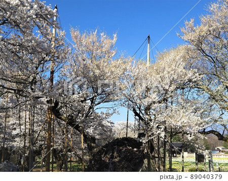 山梨県 満開の山高神代桜 4月 山梨県 満開の山高神代桜 4月 89040379