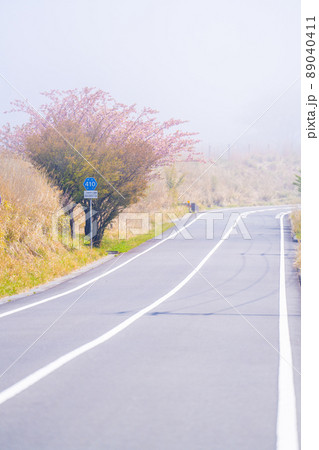 仁科峠のマメザクラ 89040411