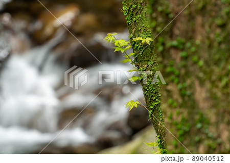 【愛知県】　くらがり渓谷 89040512