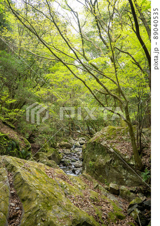 【愛知県】　くらがり渓谷 89040535