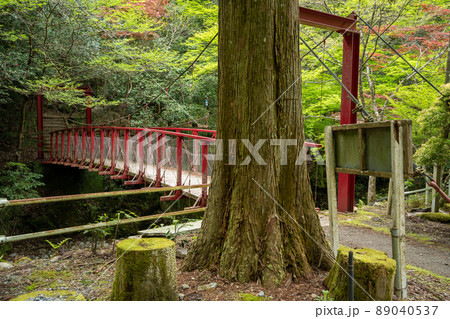 【愛知県】　くらがり渓谷 89040537