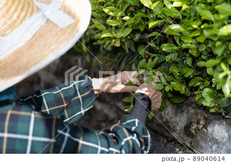 茶摘みするシニア女性 89040614