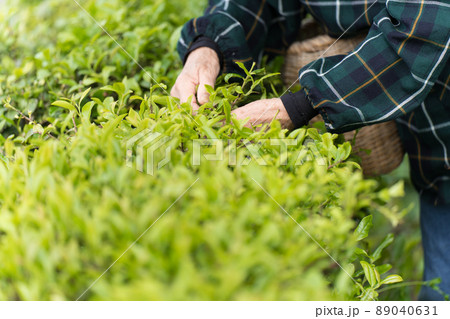 茶摘みするシニア女性 茶摘みするシニア女性 89040631
