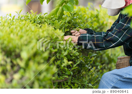 茶摘みするシニア女性 89040641