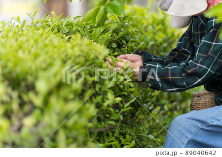 茶摘みするシニア女性 89040642