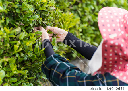 茶摘みするシニア女性 89040651