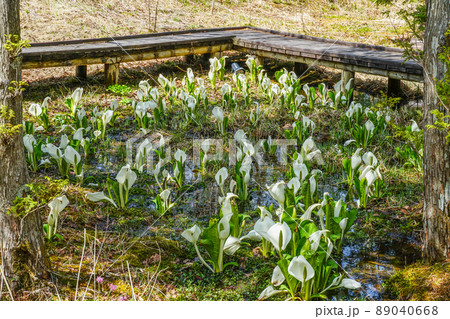 水芭蕉の群生 水芭蕉の群生 89040668