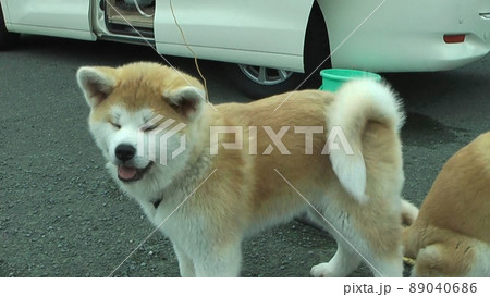 秋田犬 子犬 秋田犬 子犬 89040686