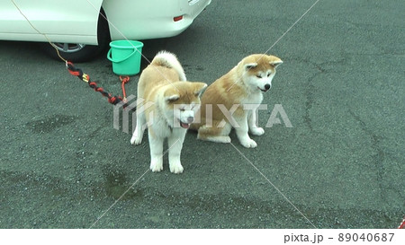 秋田犬 子犬 赤犬 秋田犬 子犬 赤犬 89040687