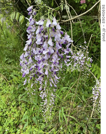 藤の花 藤の花 89040698